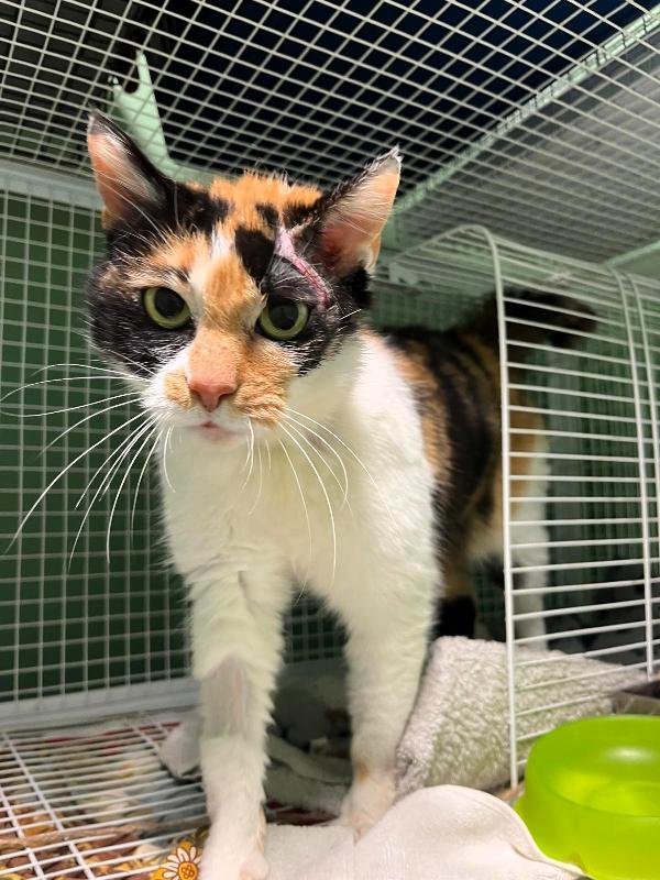 MILADY DOLCE GATTINA CALICO Foto 3